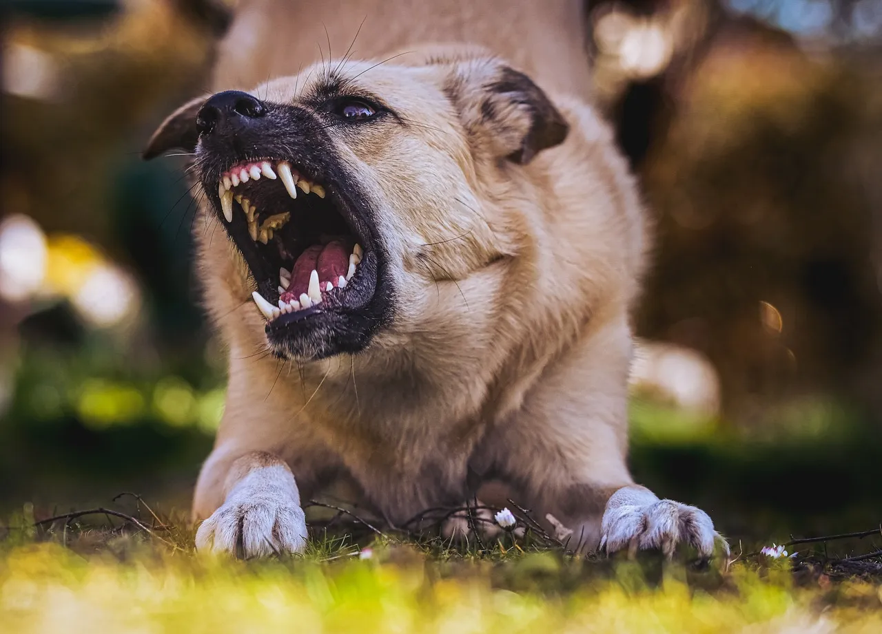 A dog barking and showing teeth.