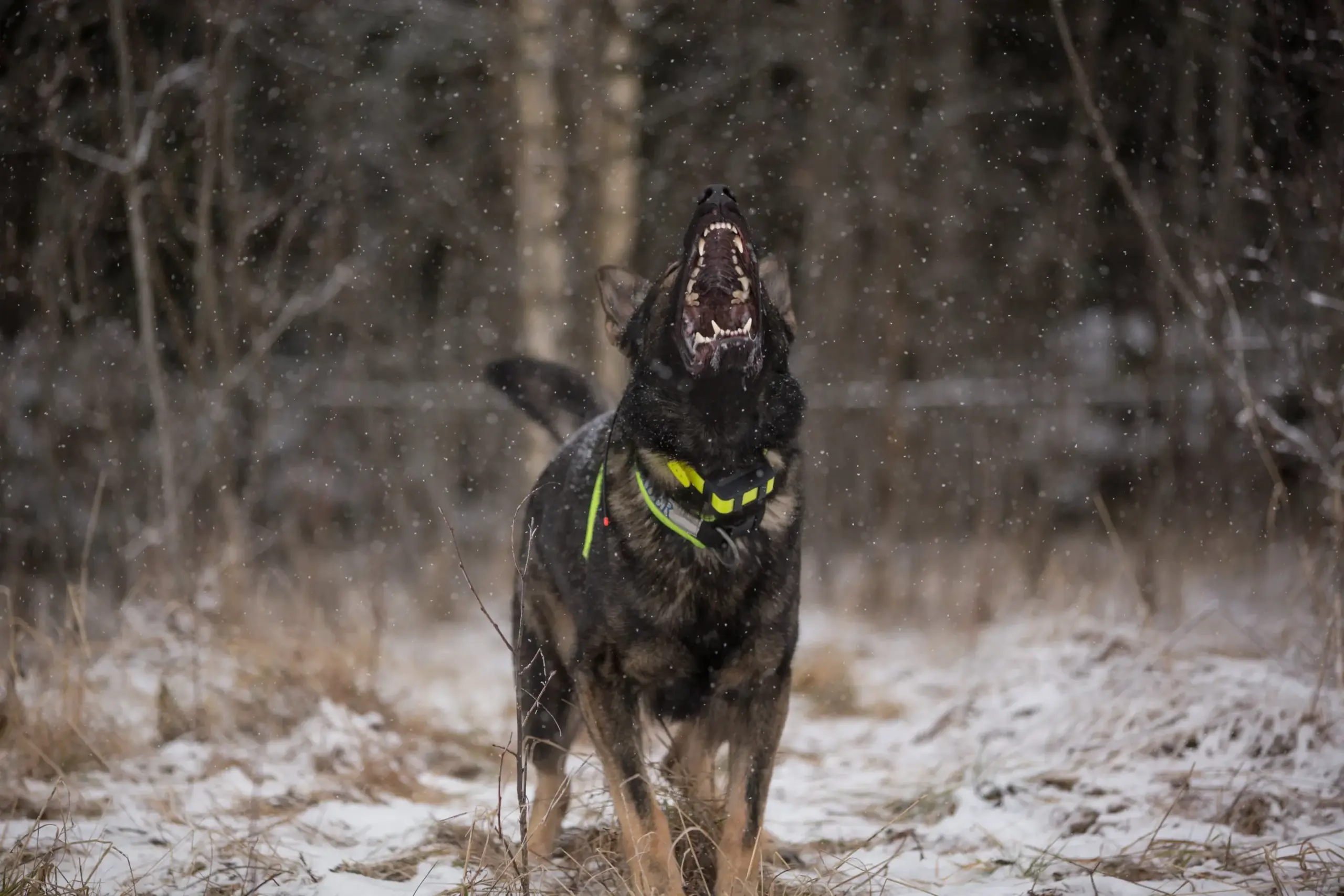 A dog barking and showing teeth.