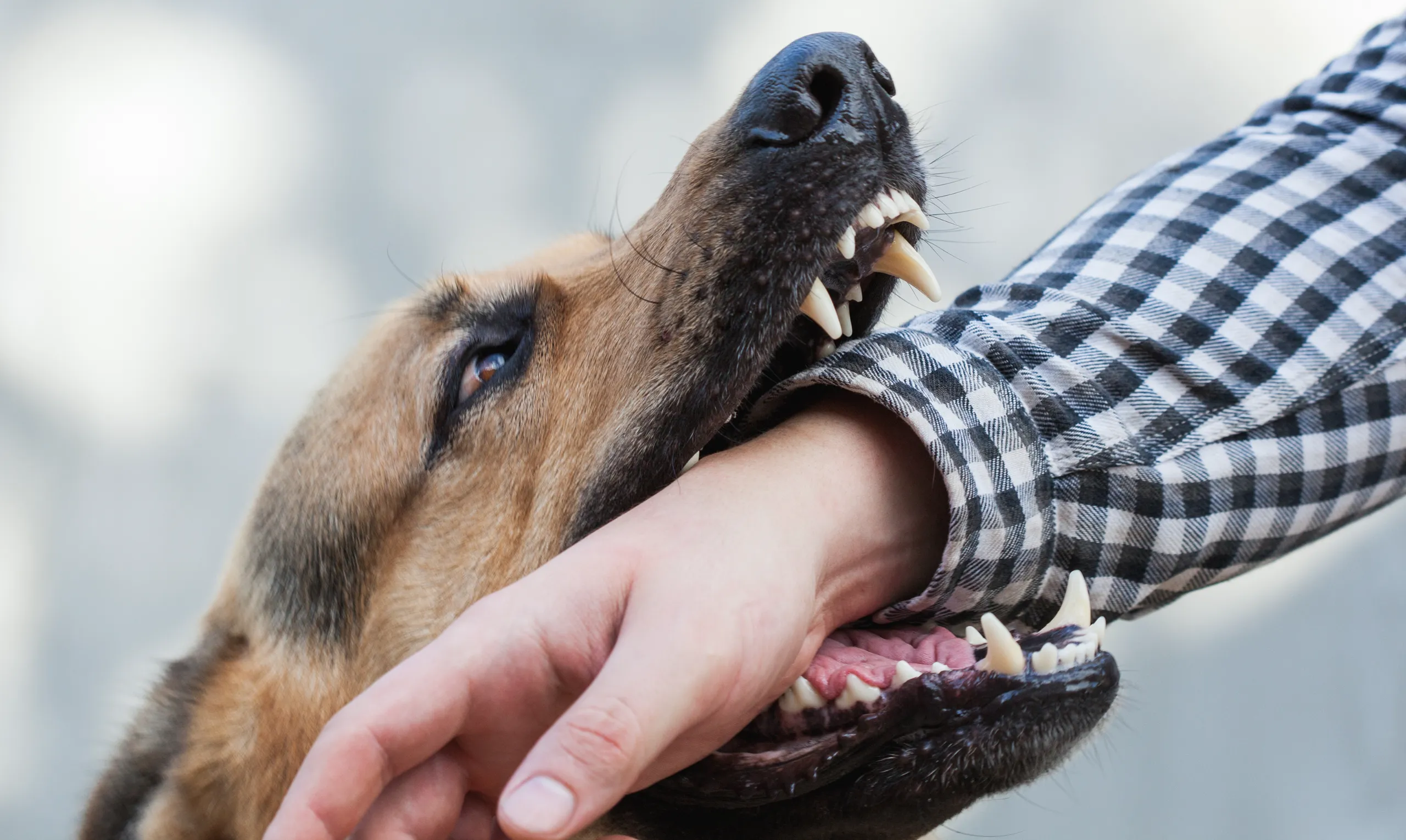 A dog about to bite a man's arm.