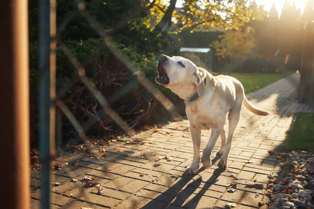 A dog barking behind a fence.